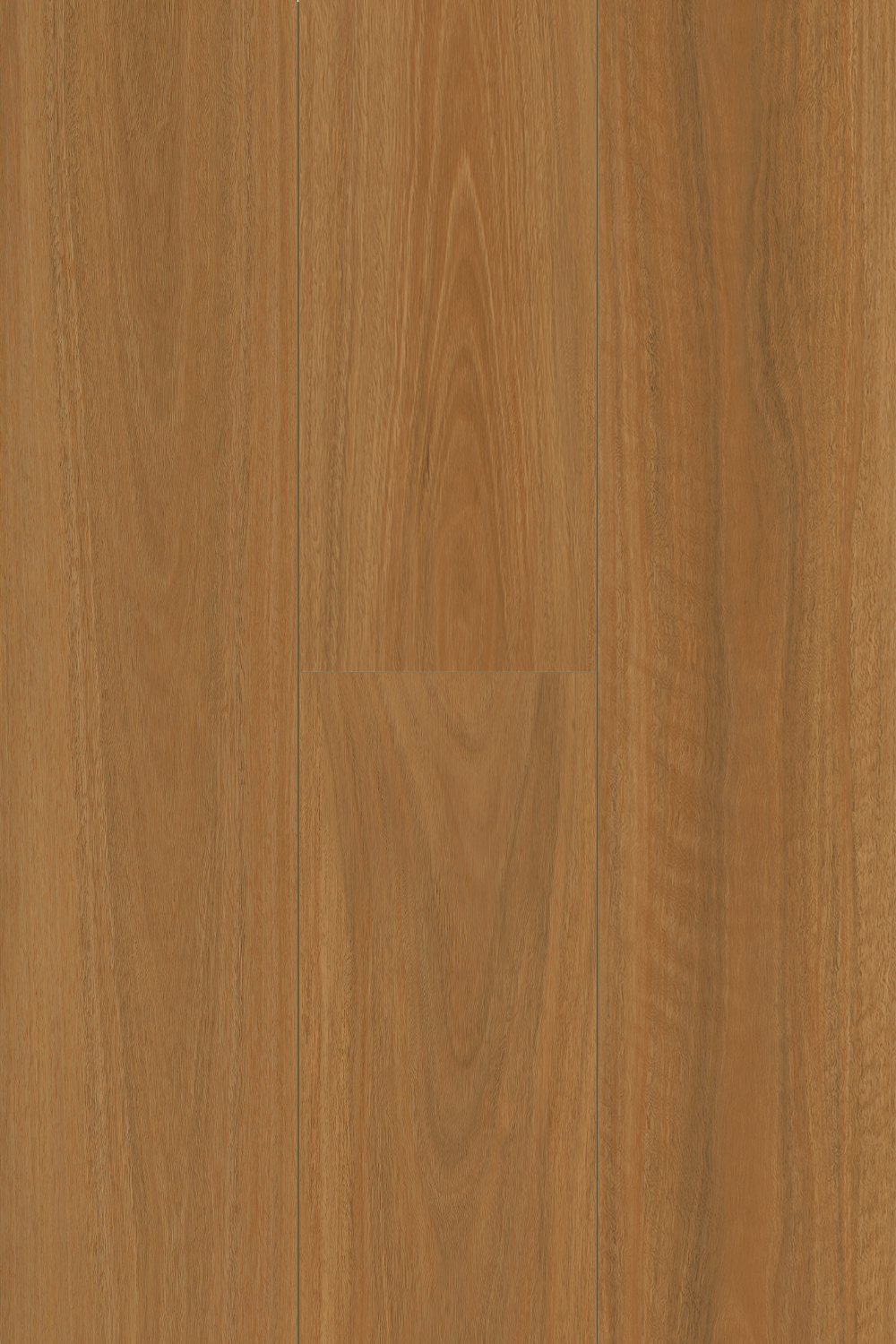 Spotted Gum