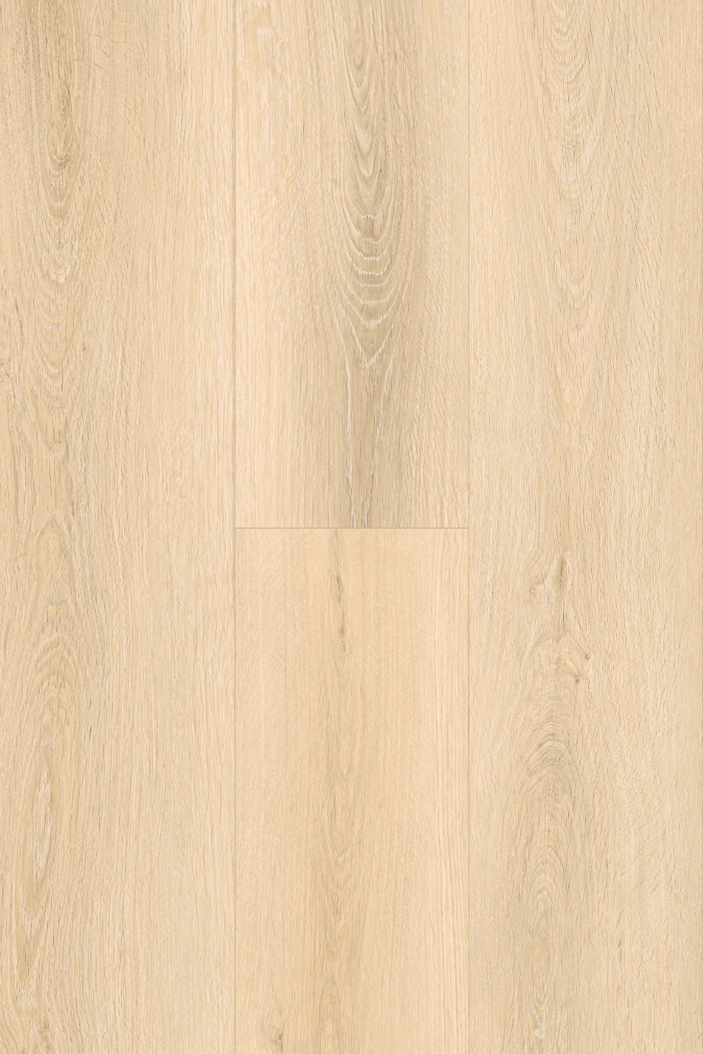 Catalina Oak