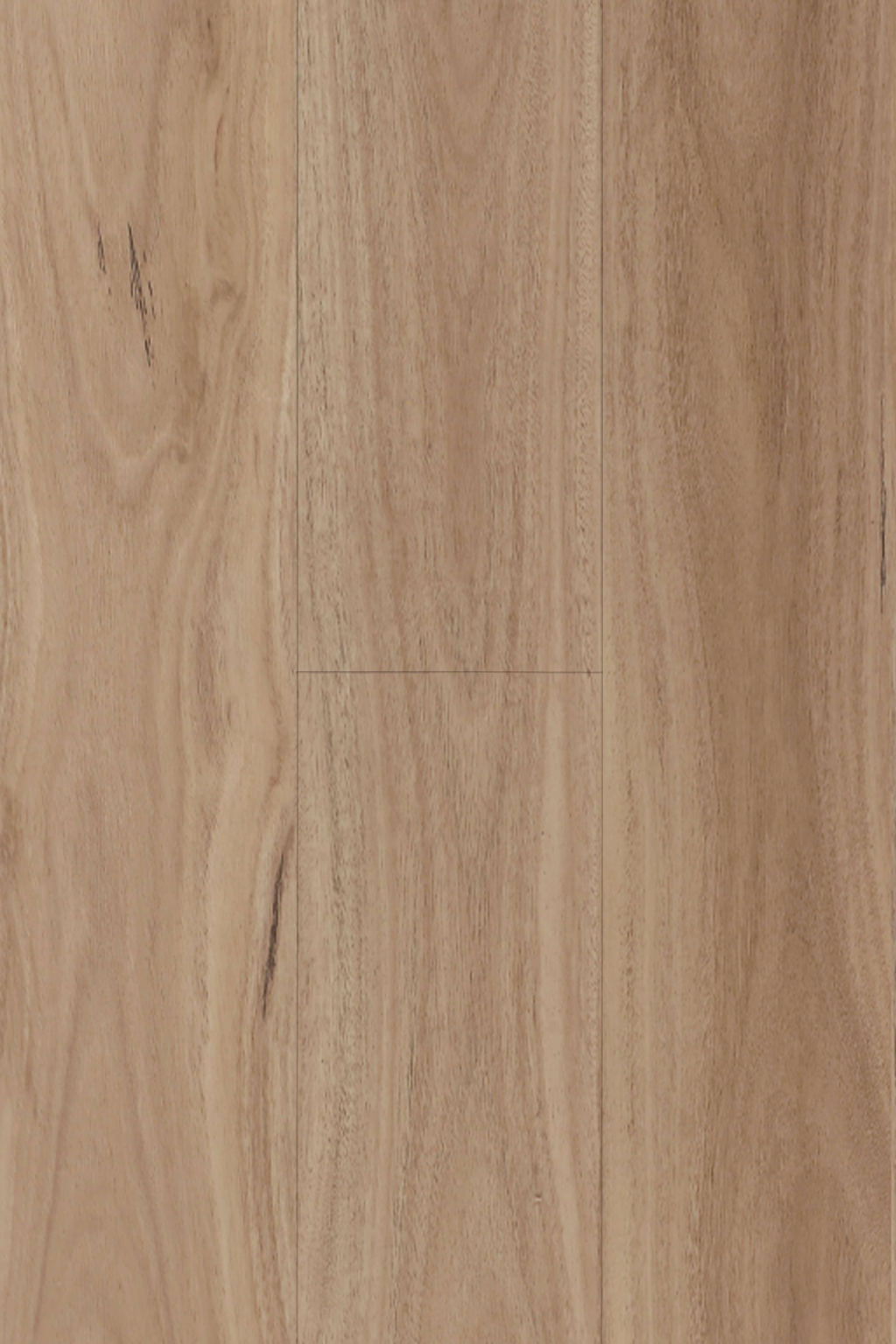 Blackbutt