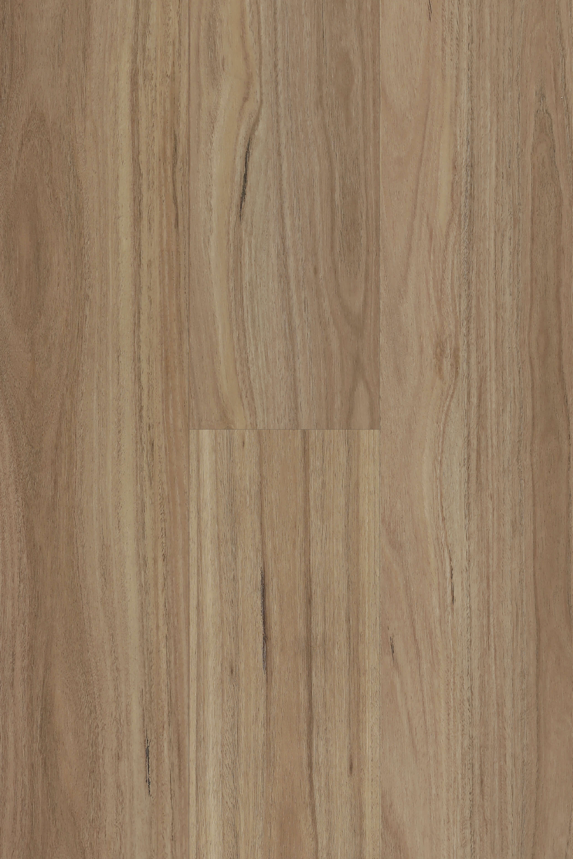 Blackbutt