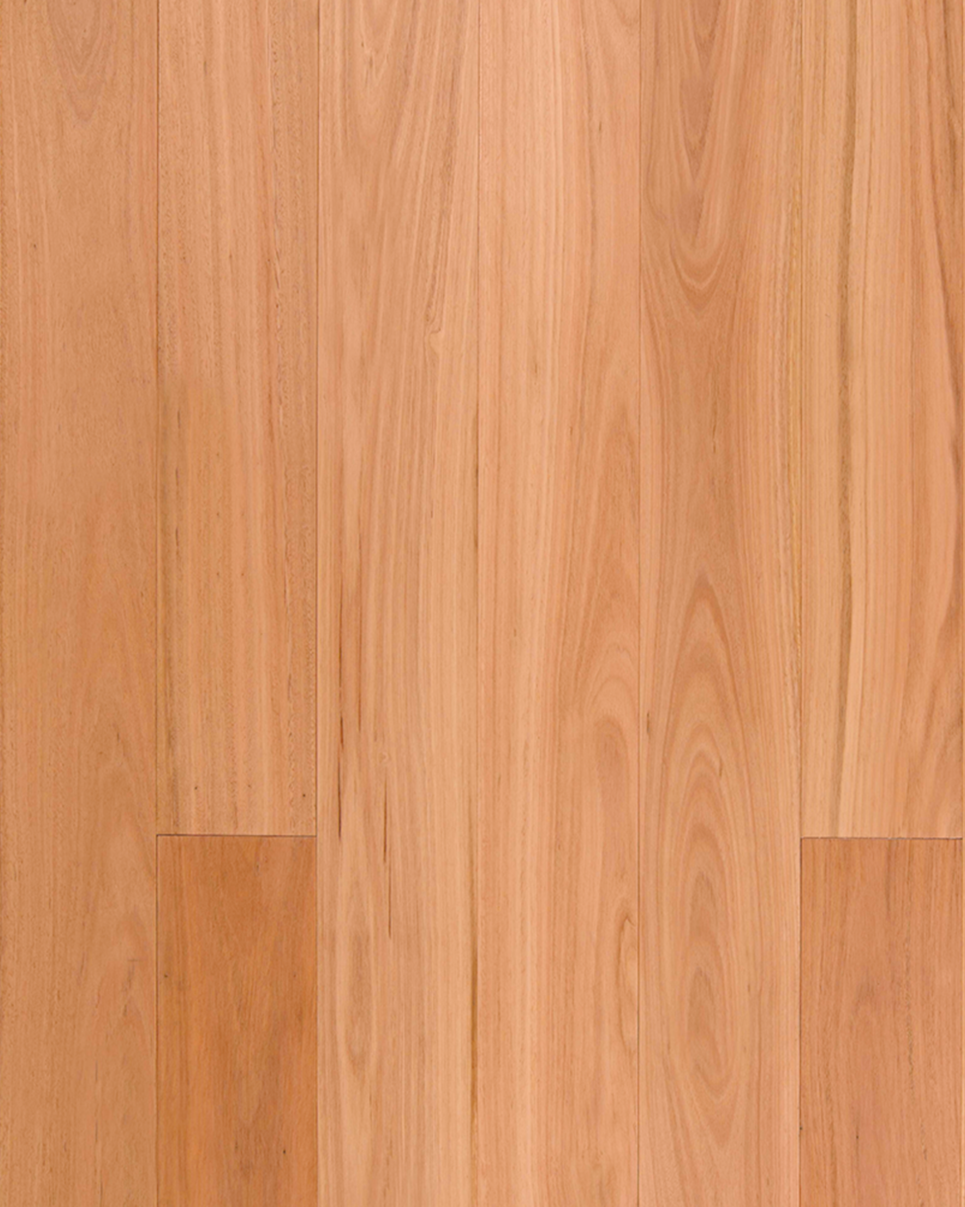 Blackbutt