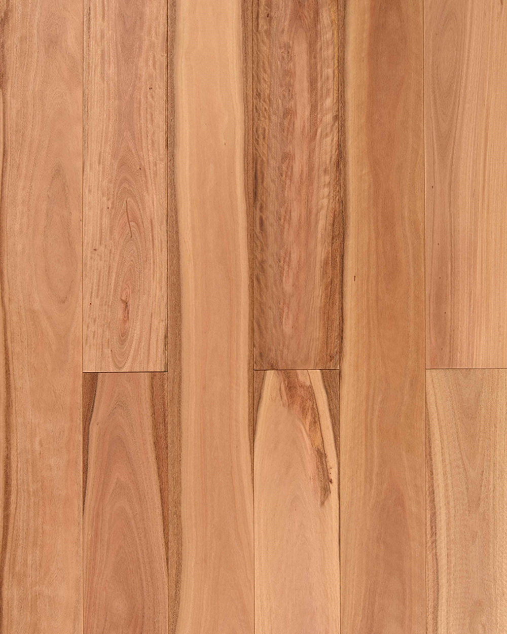 Pacific Blackbutt