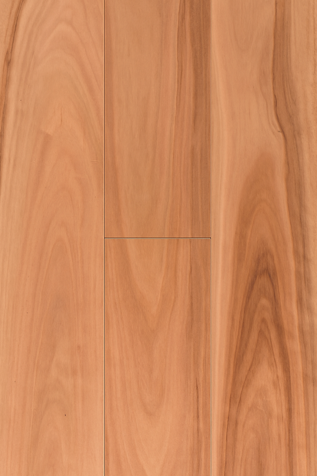 Pacific Blackbutt